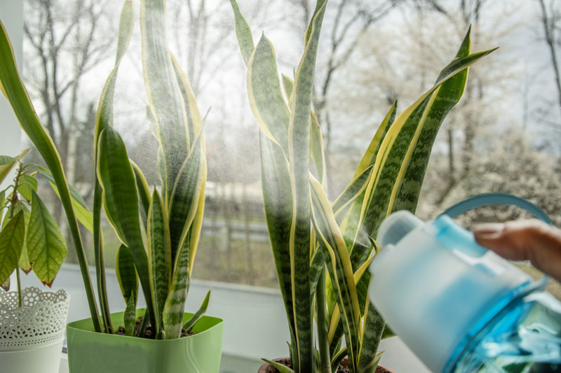 Bidon ze zraszaczem SPRAY 600 ml P067271A