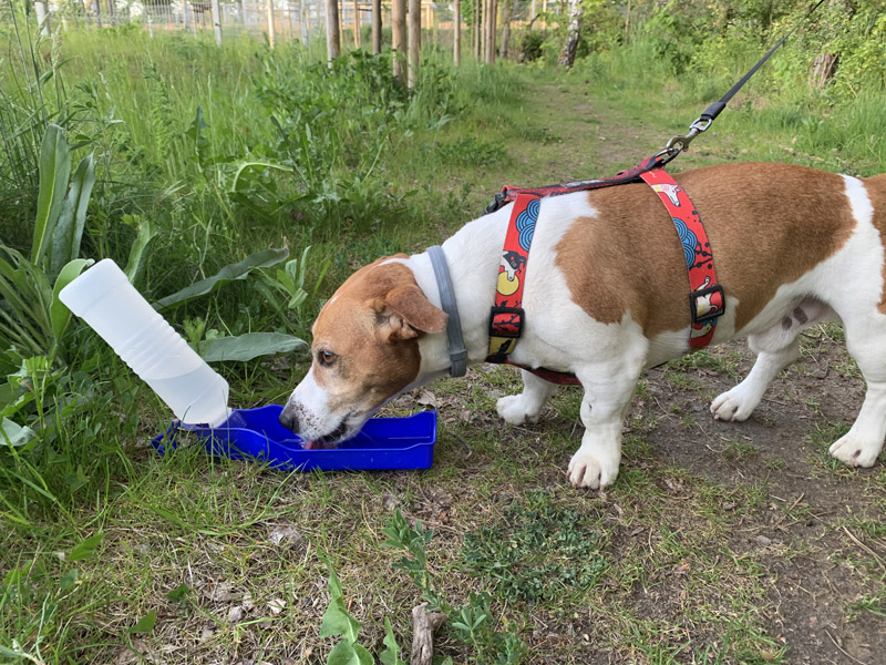 Butelka dla psa MAX 500 ml P042819A