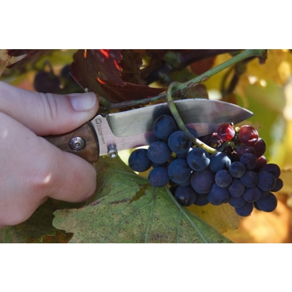 Nóż składany JUNGLE Schwarzwolf P088862G