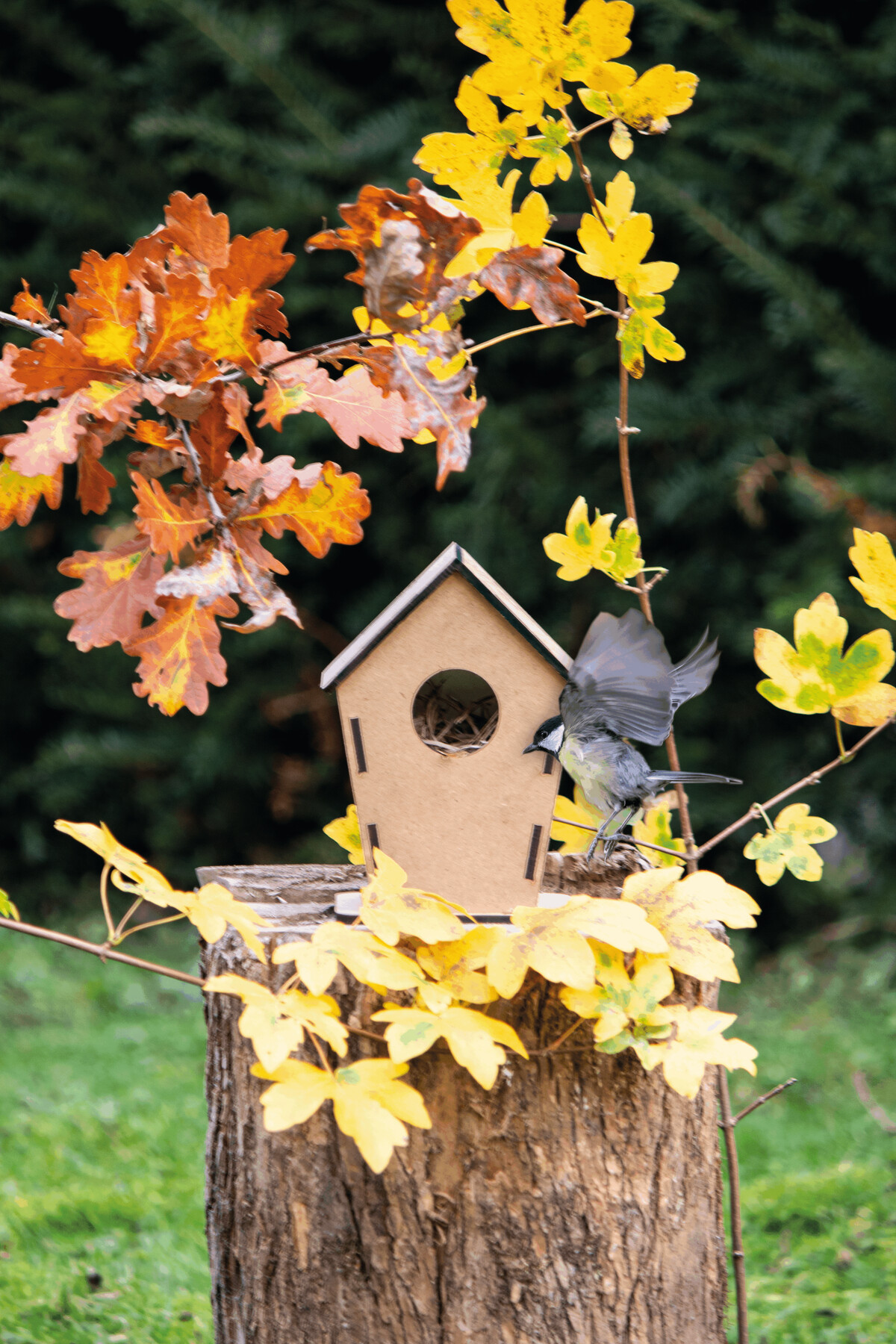 Budka dla ptaków ECO HOME P038720I