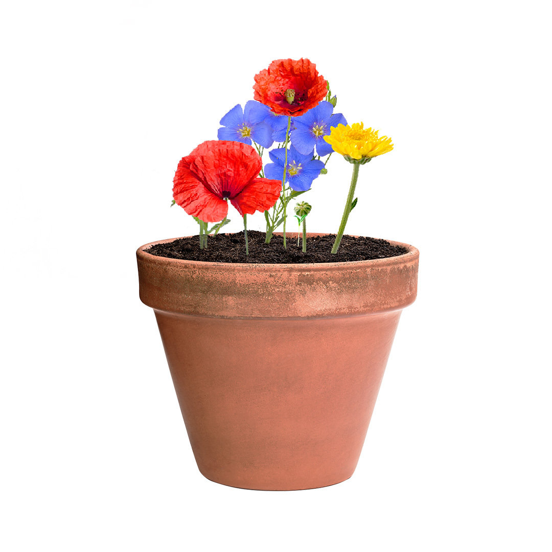 Bonbony nasienne Mussox P167199T